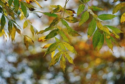 Low angle view of tree during autumn