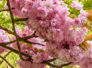 Close-up of pink cherry blossoms in spring