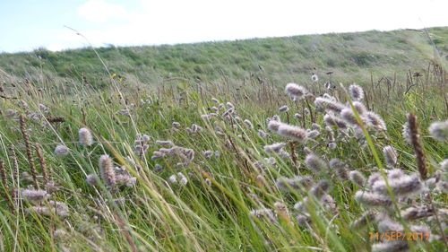Close-up of plants growing on field against sky