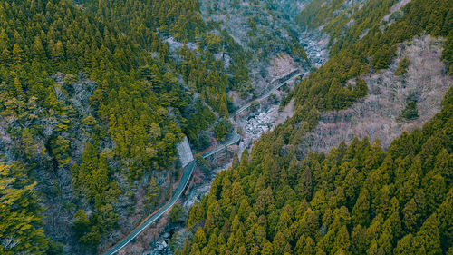 Scenic view of pine trees in forest