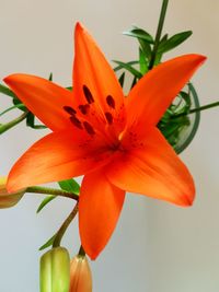 Close-up of orange day lily blooming outdoors