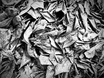 High angle view of dry leaves