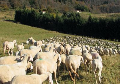 Flock of sheep on field