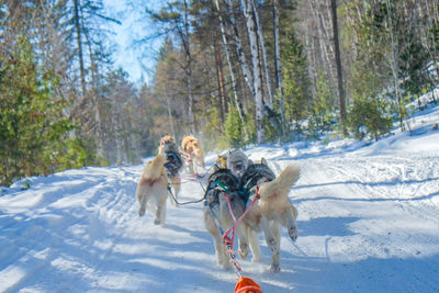 Dog running on snow covered landscape