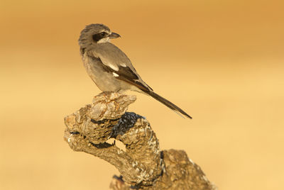 Close-up of bird perching on a rock