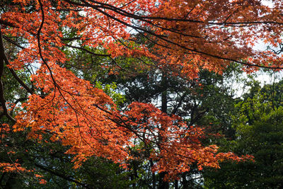 Low angle view of maple tree