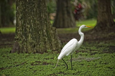 White bird on a tree