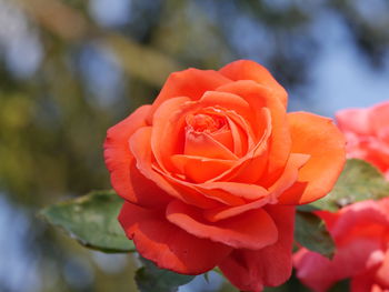Close-up of red rose