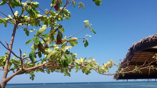 Low angle view of plants against clear blue sky