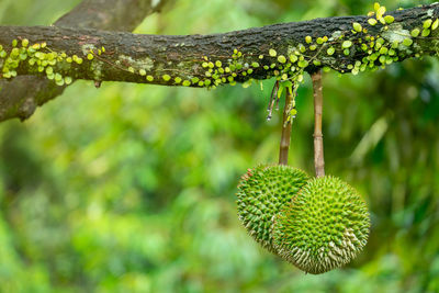 Close-up of fruits hanging on tree