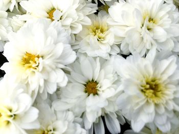 Close-up of white flowers