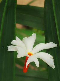 Close-up of white flowering plant