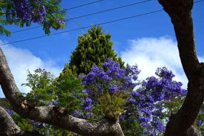 Low angle view of flower tree against sky