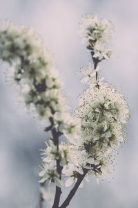 Close-up of plant against sky