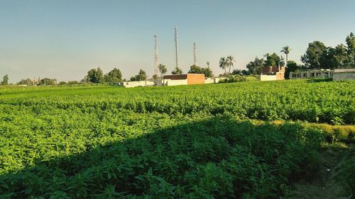 Scenic view of agricultural field against clear sky