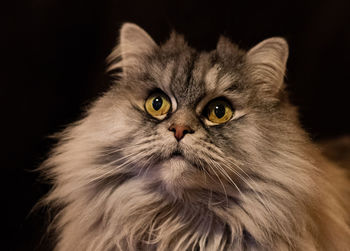 Close-up portrait of a cat