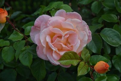 Close-up of rose plant