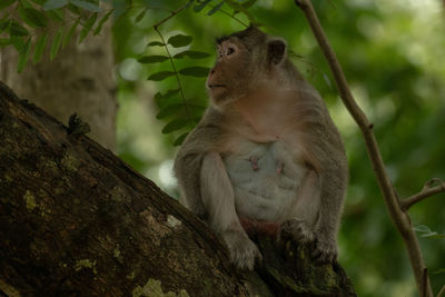 Long-tailed macaque sits on branch in shade