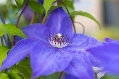 Close-up of insect on purple flowering plant