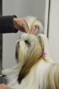 Close-up of dog sticking out tongue