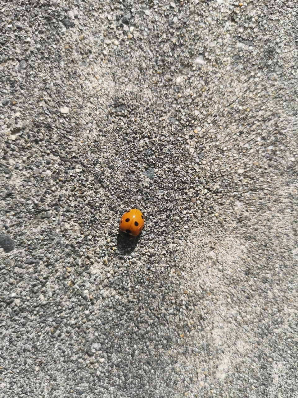 HIGH ANGLE VIEW OF LADYBUG ON ORANGE WALL