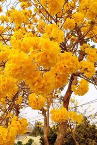 Low angle view of yellow flowers on tree