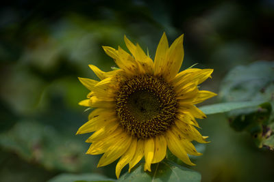 Close-up of sunflower