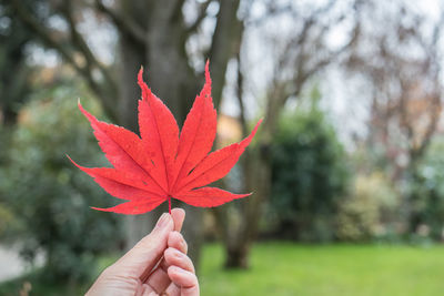 Close-up of hand holding maple leaf