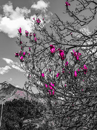 Low angle view of pink flowering tree against sky