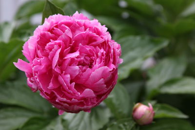 Close-up of pink rose flower