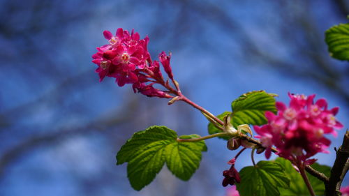 Close-up of pink flowering plant