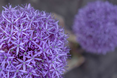 Close-up of purple flowering plant