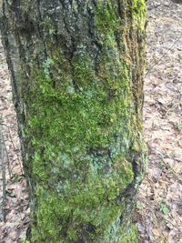 Close-up of moss growing on tree trunk