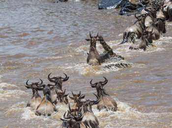 High angle view of deer in river