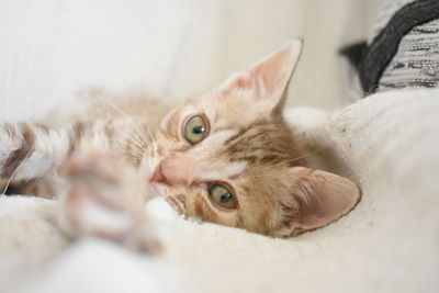 Close-up portrait of a cat