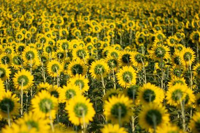 Full frame shot of sunflower field