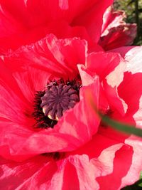 Close-up of red hibiscus blooming outdoors