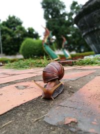 Close-up of snail on road