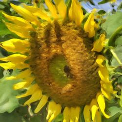 Close-up of sunflower