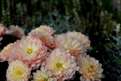 Close-up of yellow flowering plant