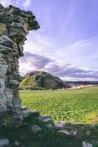Plants growing on field against sky