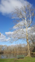 Bare trees on grassy field
