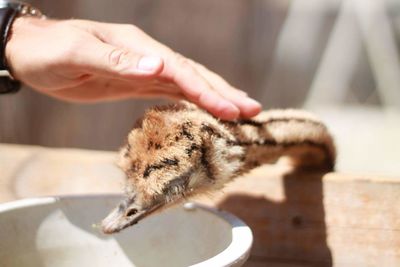 Close-up of hand feeding cat