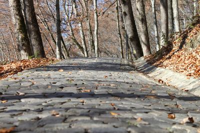 Road passing through forest