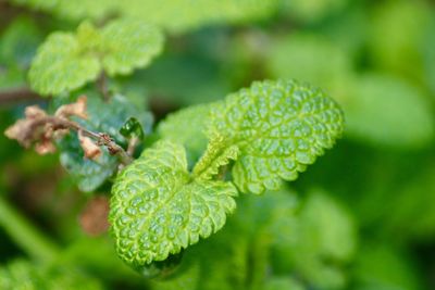 Close-up of insect on plant