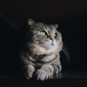 Close-up of a cat looking away