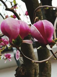 Close-up of pink flowering plant