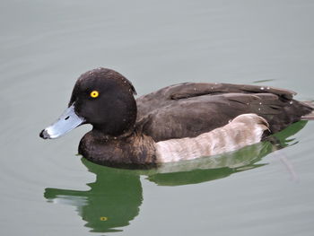 Close-up of duck swimming on lake