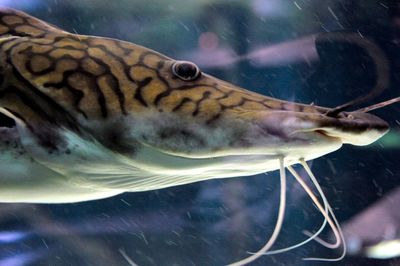 Side view of fish in aquarium