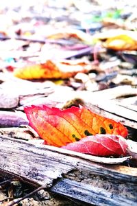 Close-up of maple leaves